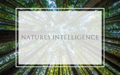 Natures Intelligence